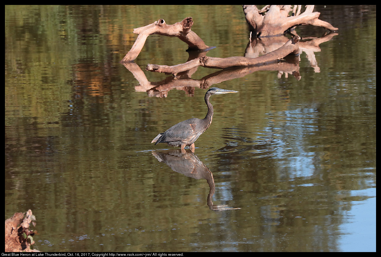 2017oct16_heron_IMG_7113.jpg