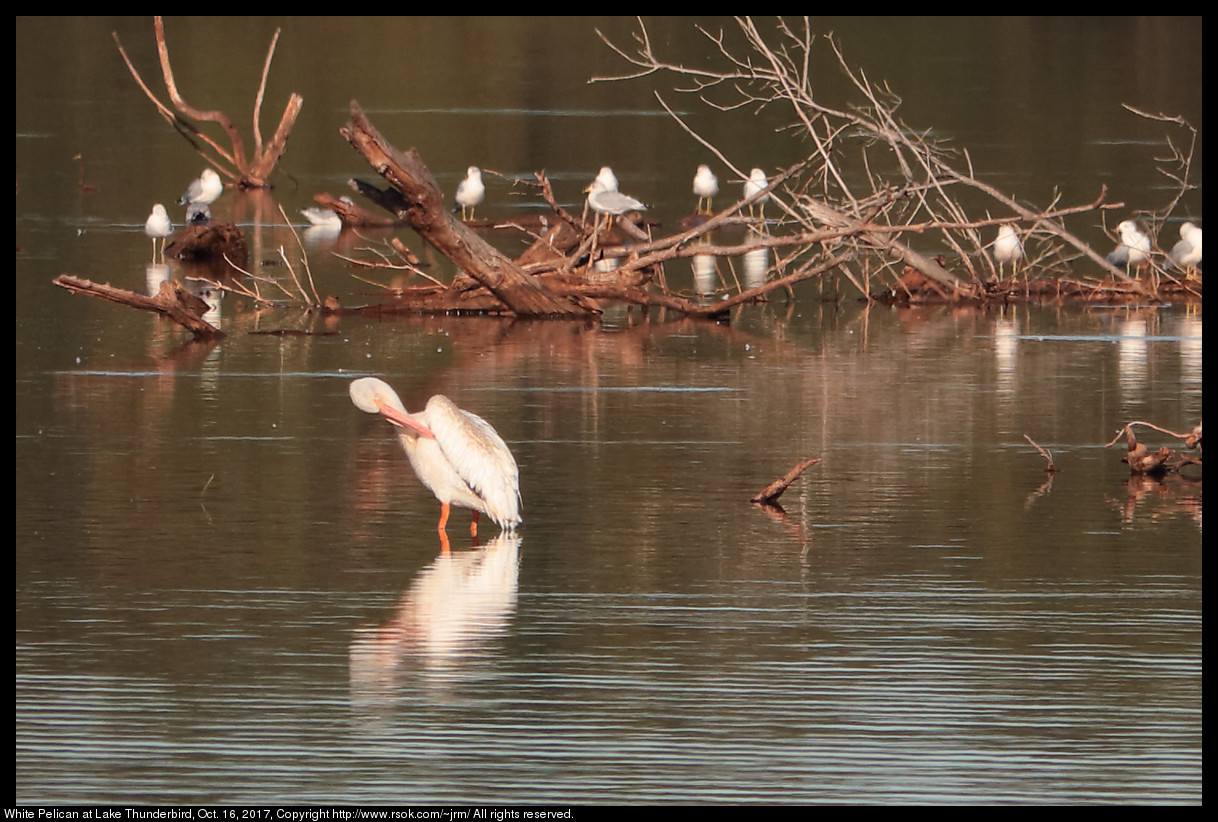 2017oct16_pelican_IMG_7065c.jpg