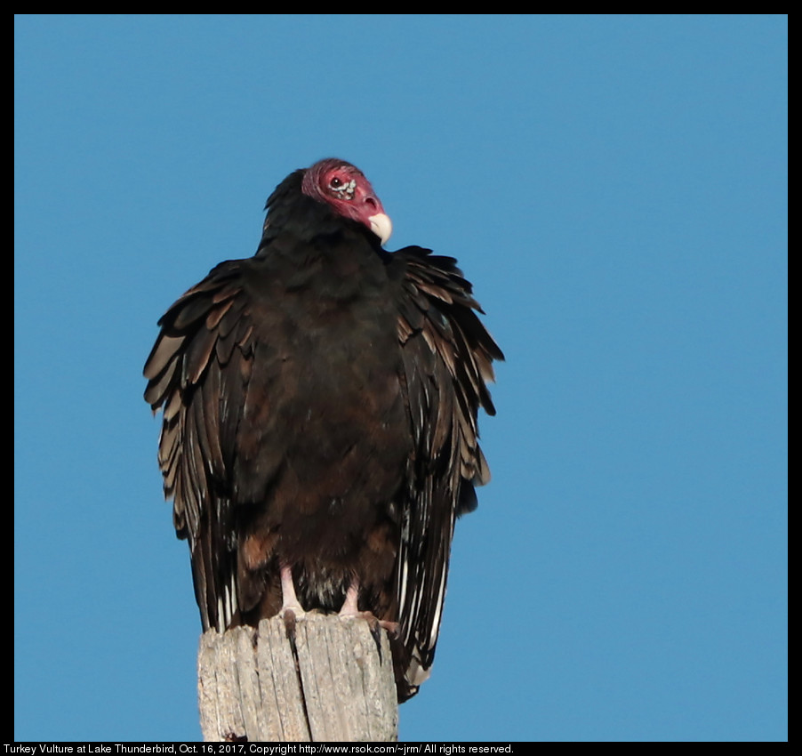 2017oct16_vulture_IMG_7073.jpg