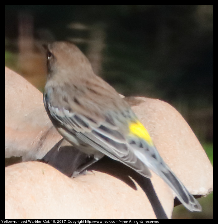 2017oct18_warbler_IMG_7239c.jpg