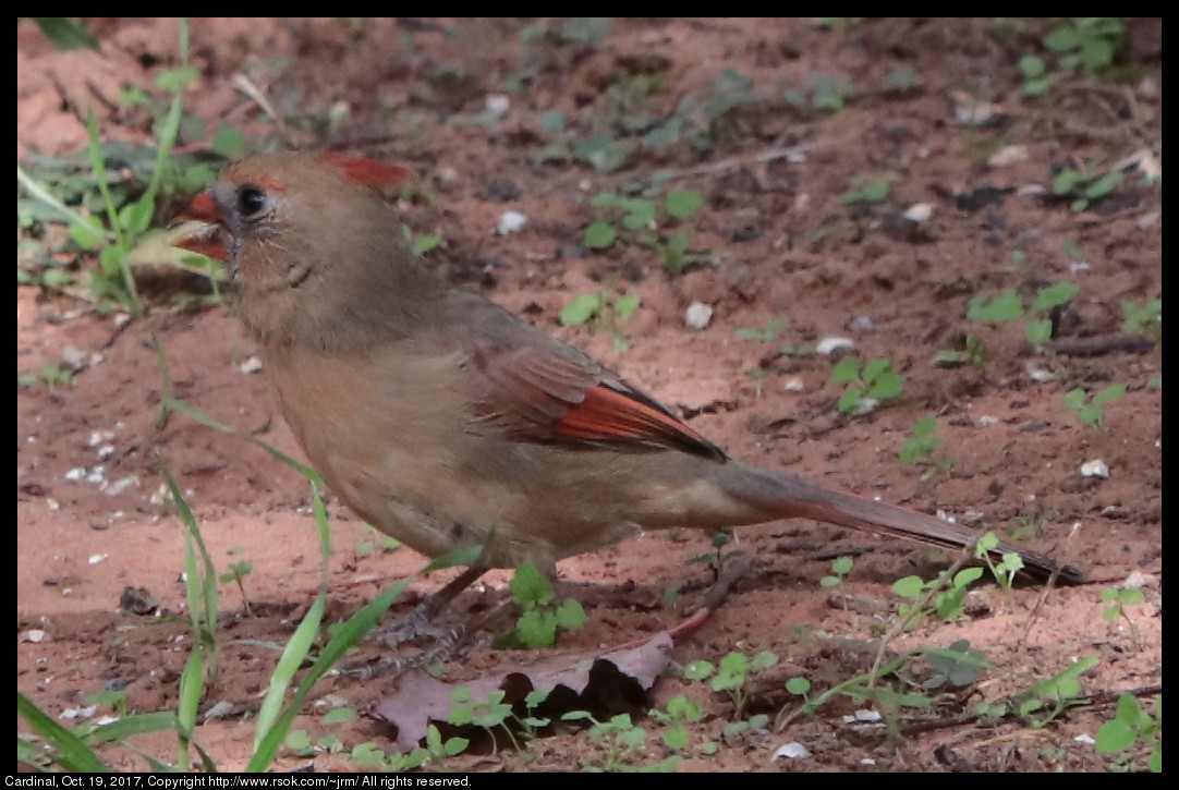 2017oct19_cardinal_IMG_7245.jpg