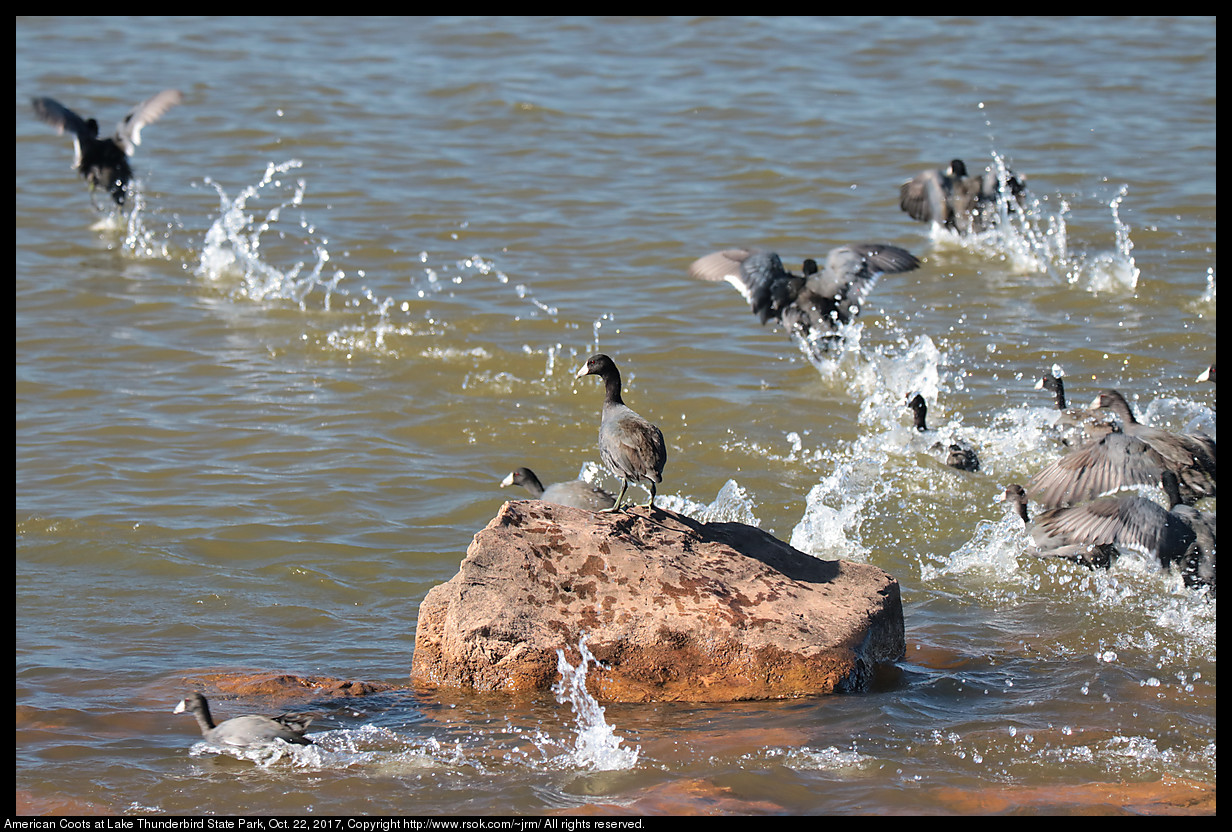 2017oct22_coots_IMG_7273.jpg