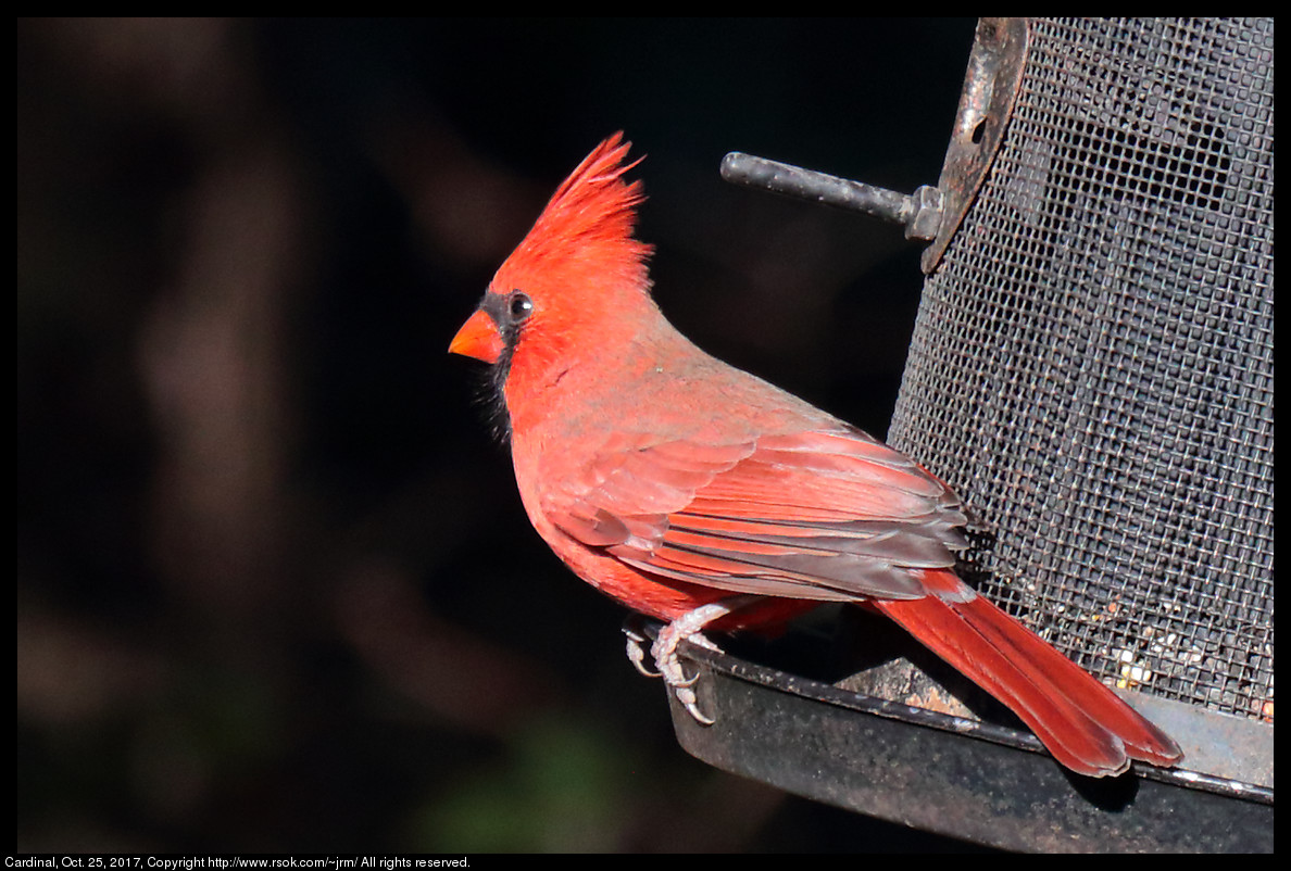 2017oct25_cardinal_IMG_7355c.jpg