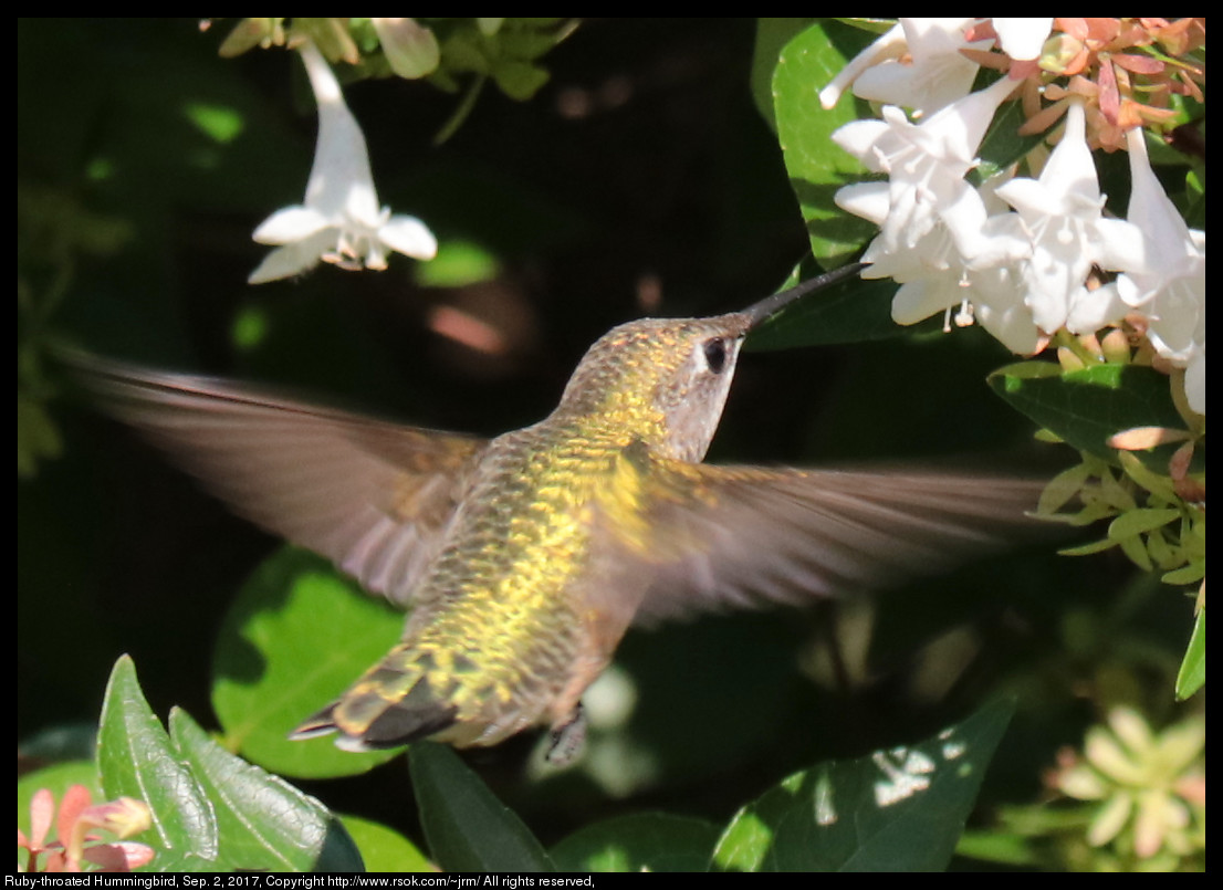 2017sep02_hummingbird_IMG_6290.jpg