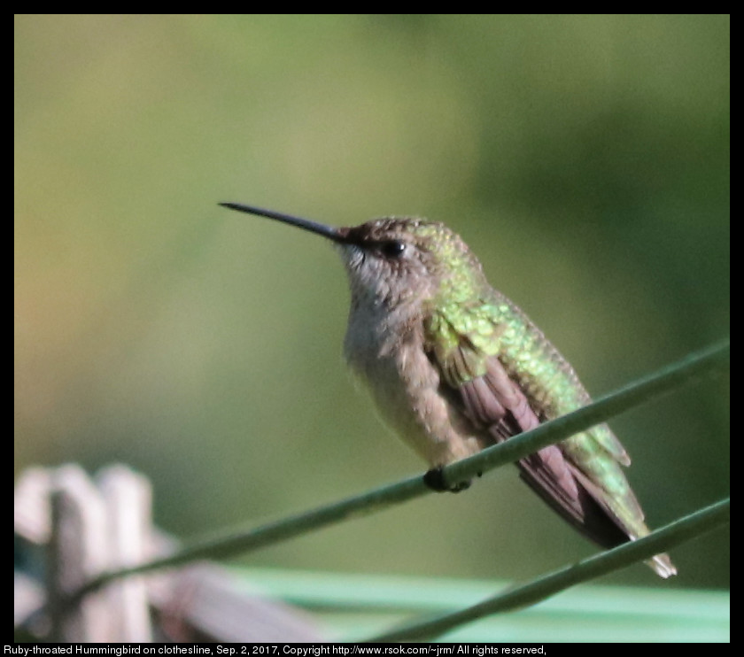 2017sep02_hummingbird_IMG_6297.jpg
