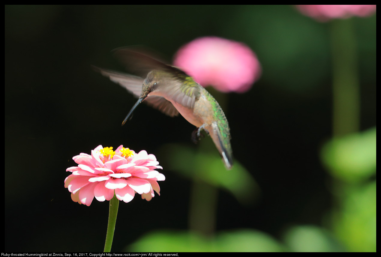 Ruby-throated Hummingbird (Archilochus colubris) at Zinnia, Sep. 16, 2017