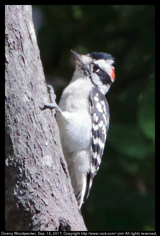 Downy Woodpecker (Picoides pubescens), Sep. 16, 2017
