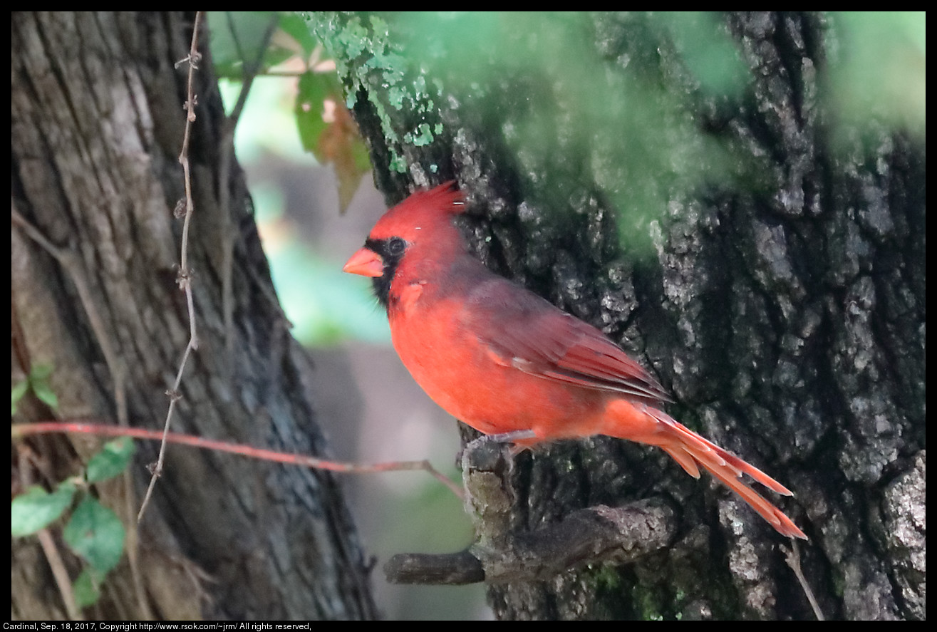 2017sep18_cardinal_IMG_6525c.jpg