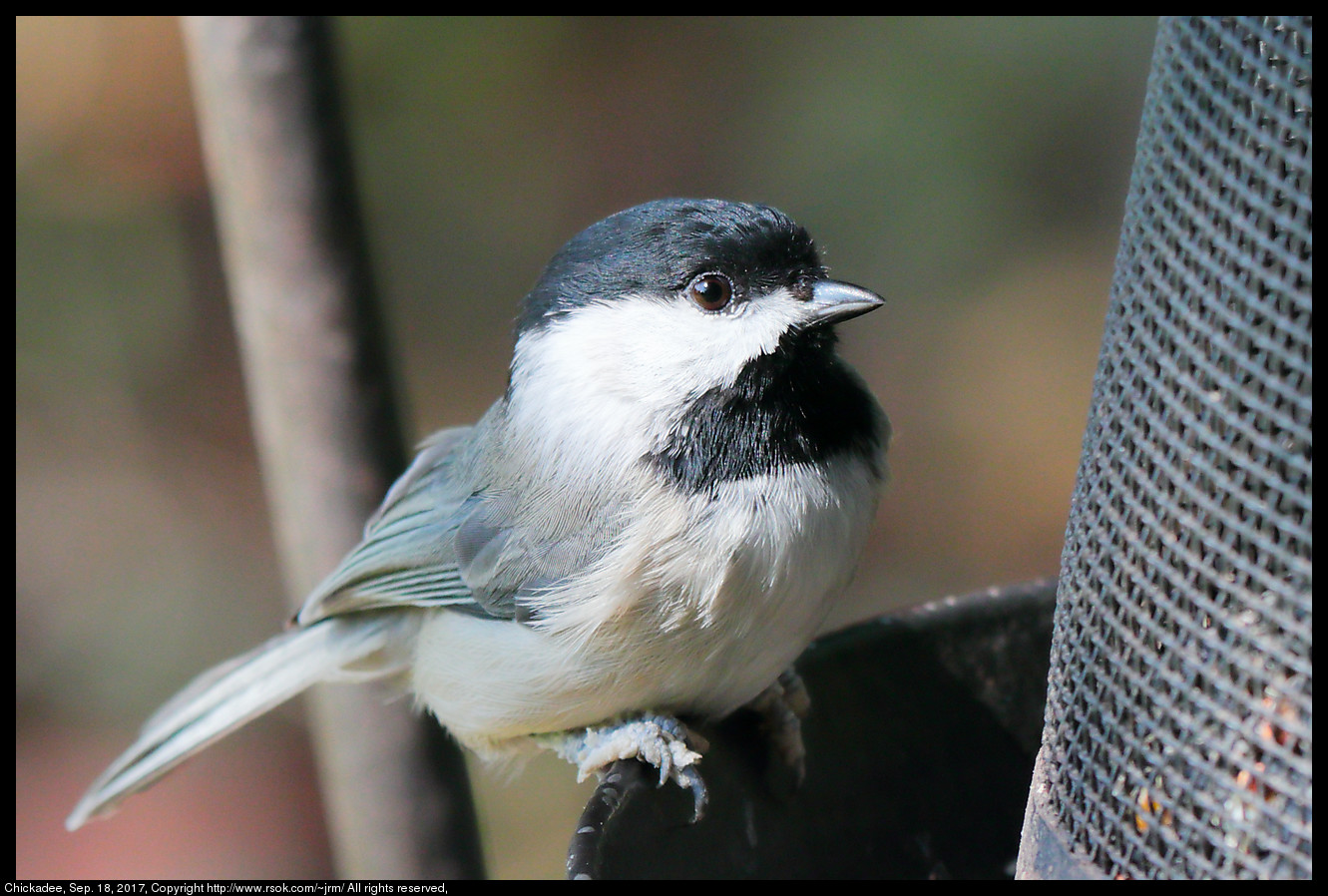 2017sep18_chickadee_IMG_6544c.jpg