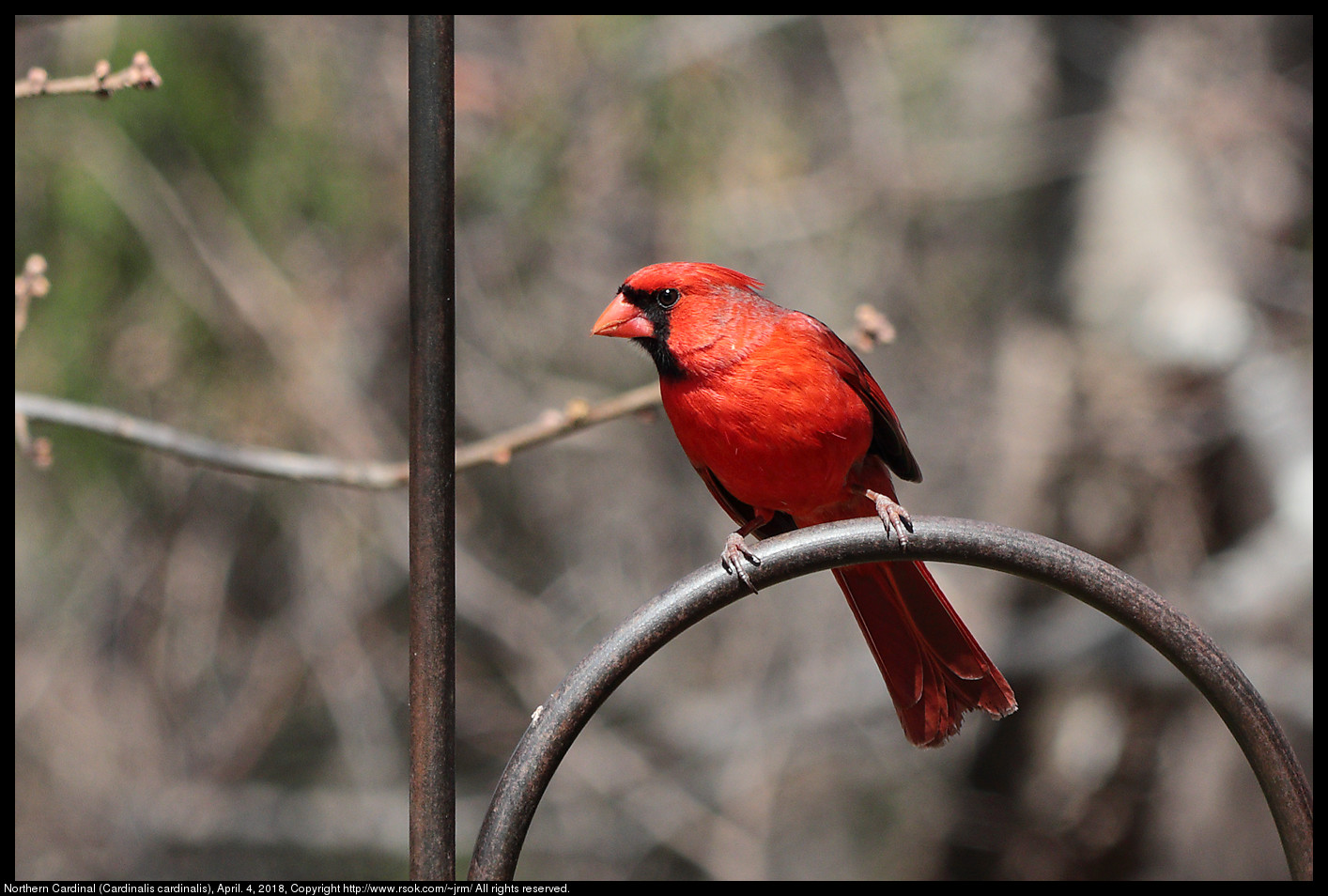Northern Cardinal (Cardinalis cardinalis), April. 4, 2018