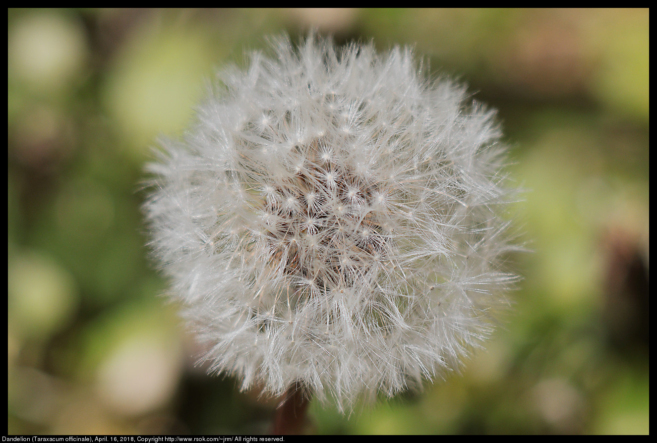 Dandelion (Taraxacum officinale), April. 16, 2018