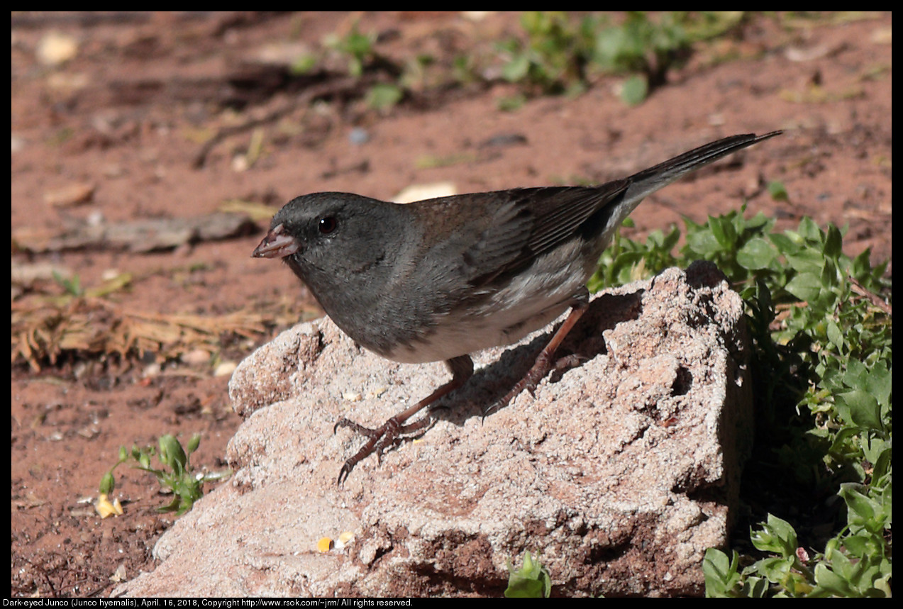 Dark-eyed Junco (Junco hyemalis), April. 16, 2018