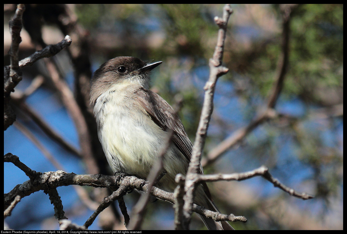 Eastern Phoebe (Sayornis phoebe), April. 16, 2018