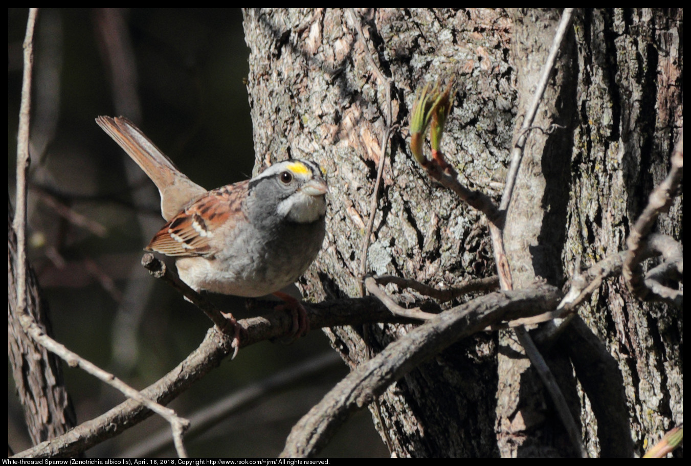 White-throated Sparrow (Zonotrichia albicollis), April. 16, 2018