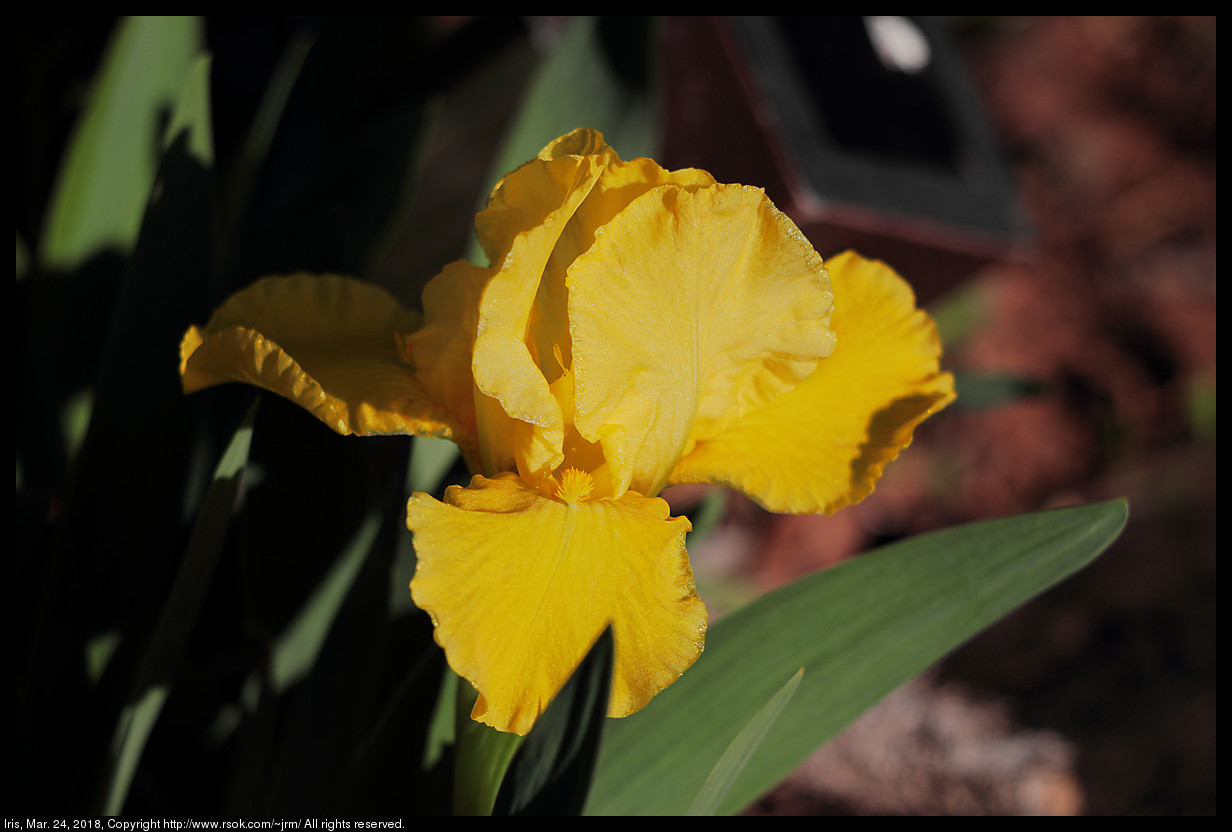 Iris, Mar. 24, 2018