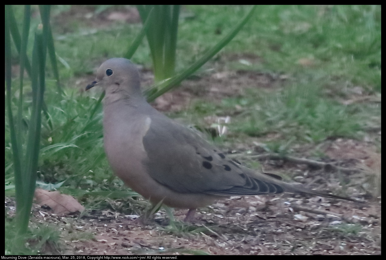 Mourning Dove (Zenaida macroura), Mar. 25, 2018