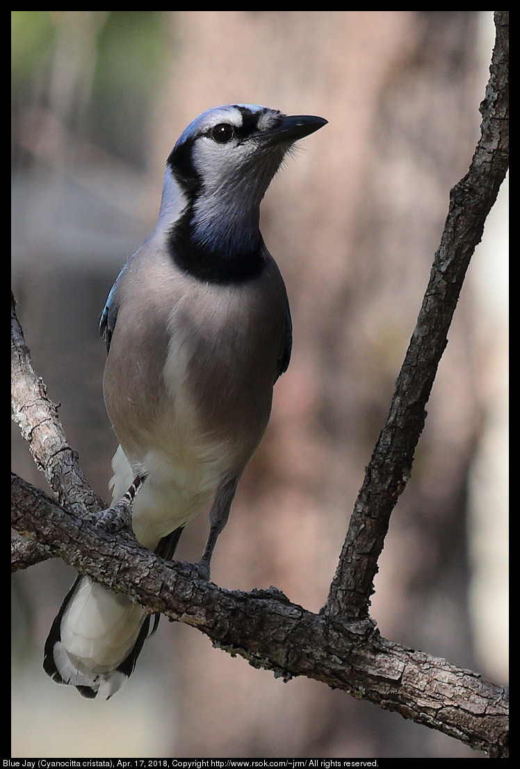 Blue Jay (Cyanocitta cristata), Apr. 17, 2018