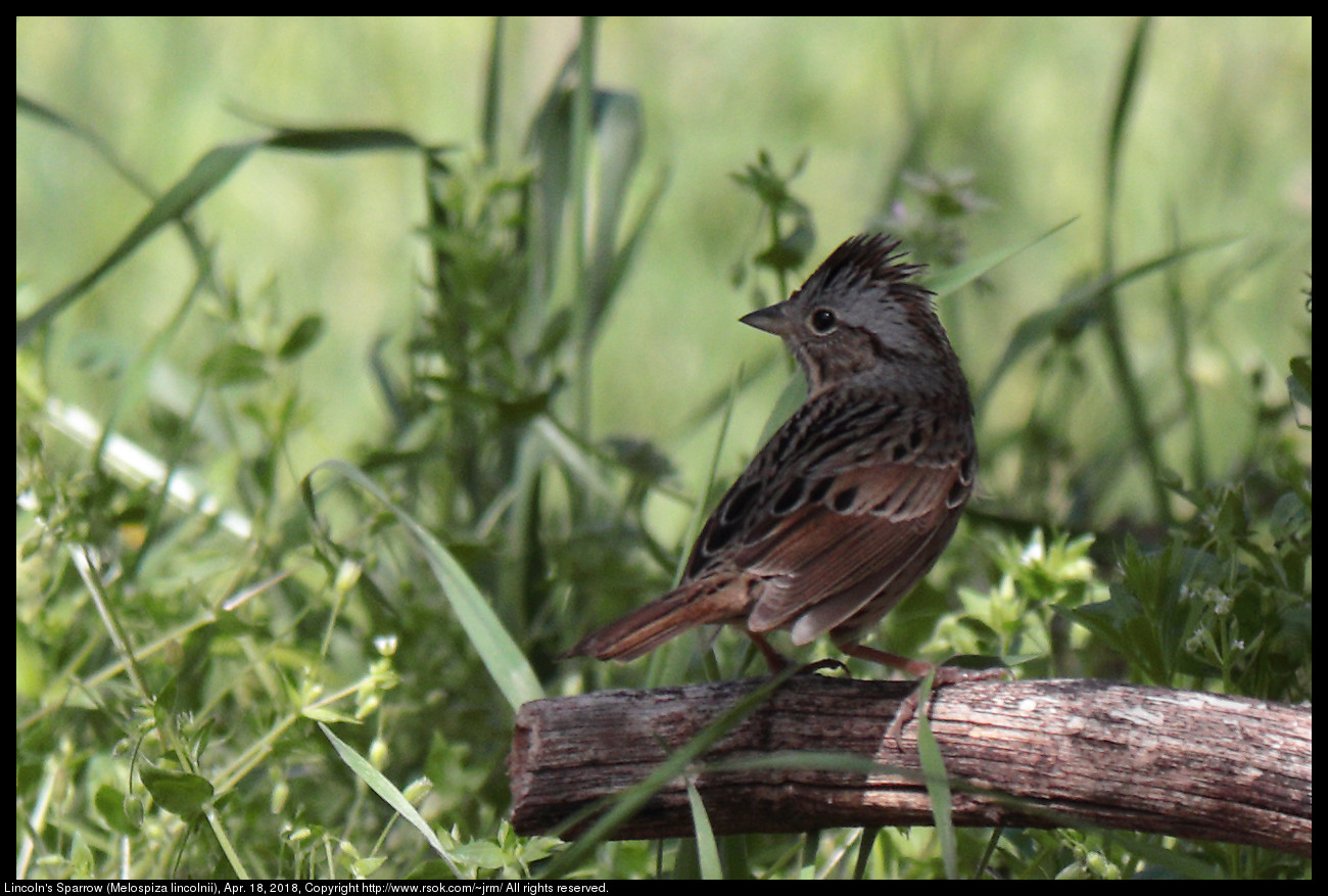 Lincoln's Sparrow (Melospiza lincolnii), Apr. 18, 2018