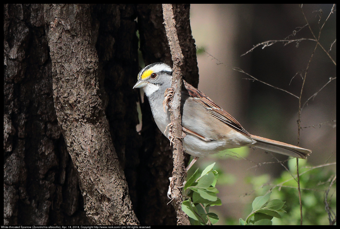 White-throated Sparrow (Zonotrichia albicollis), Apr. 18, 2018