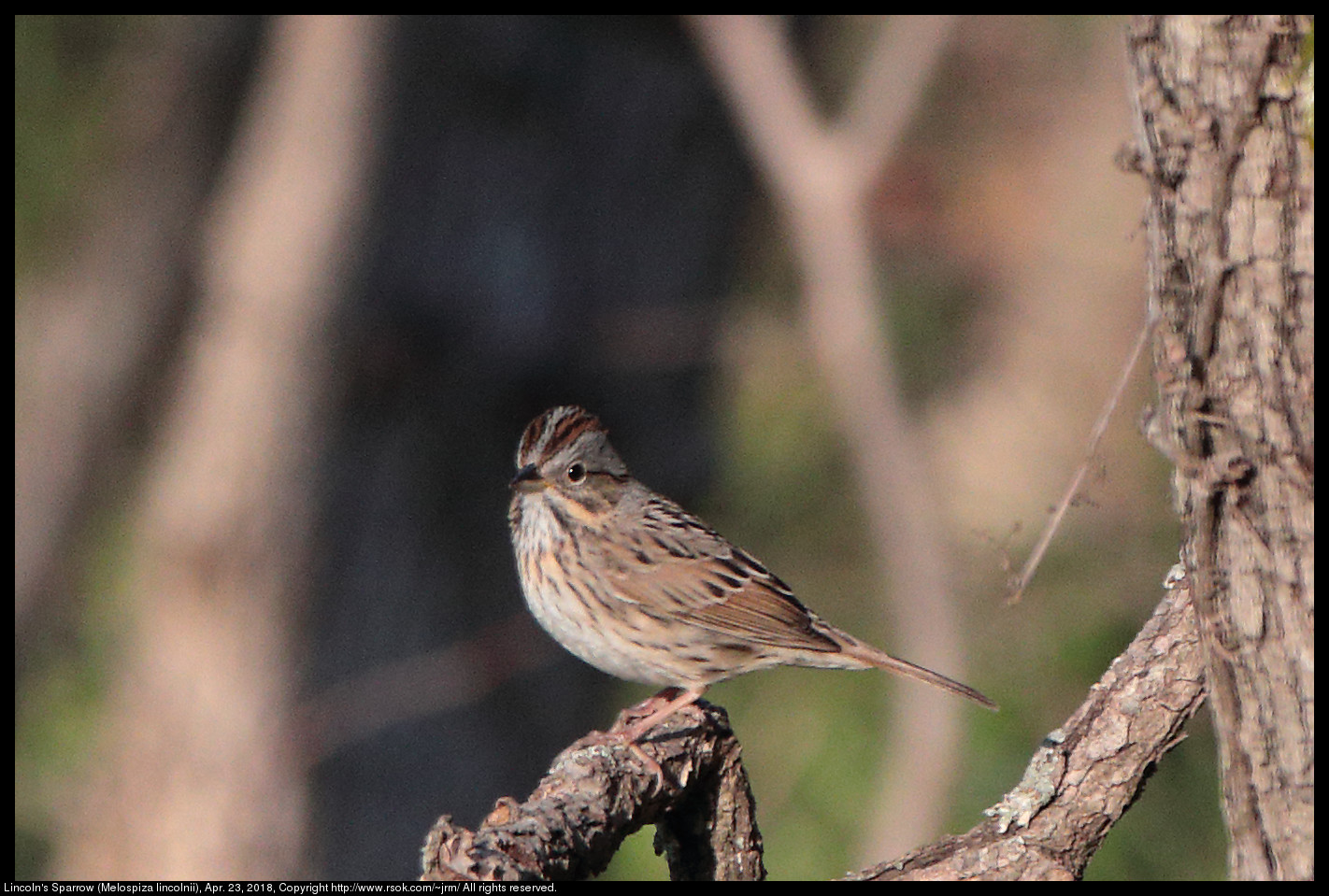 Lincoln's Sparrow (Melospiza lincolnii), Apr. 23, 2018