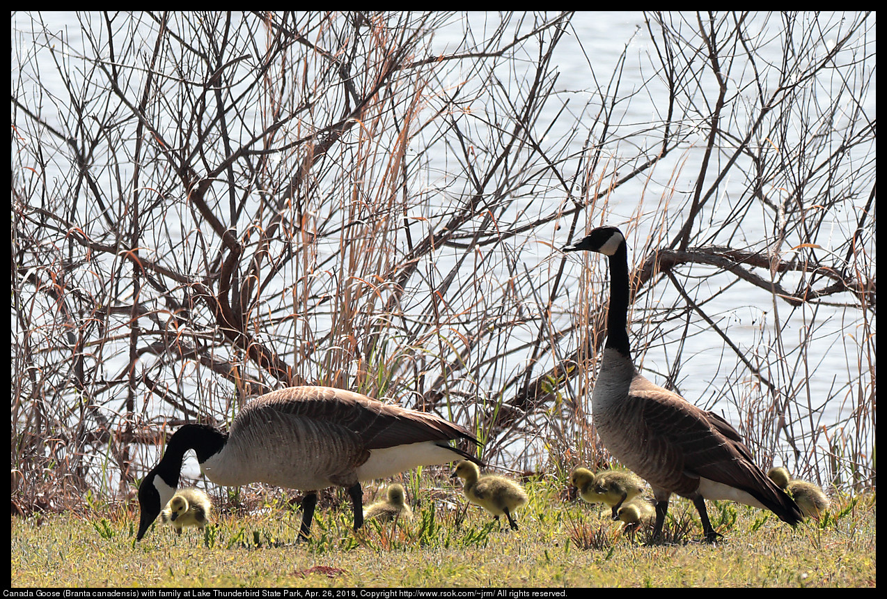 Canada Goose (Branta canadensis) with family at Lake Thunderbird State Park, Apr. 26, 2018