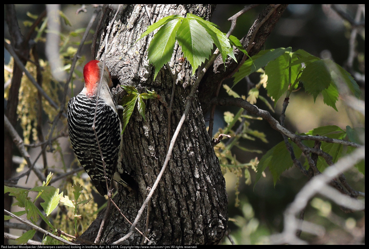Red-bellied Woodpecker (Melanerpes carolinus) looking in knothole, Apr. 28, 2018
