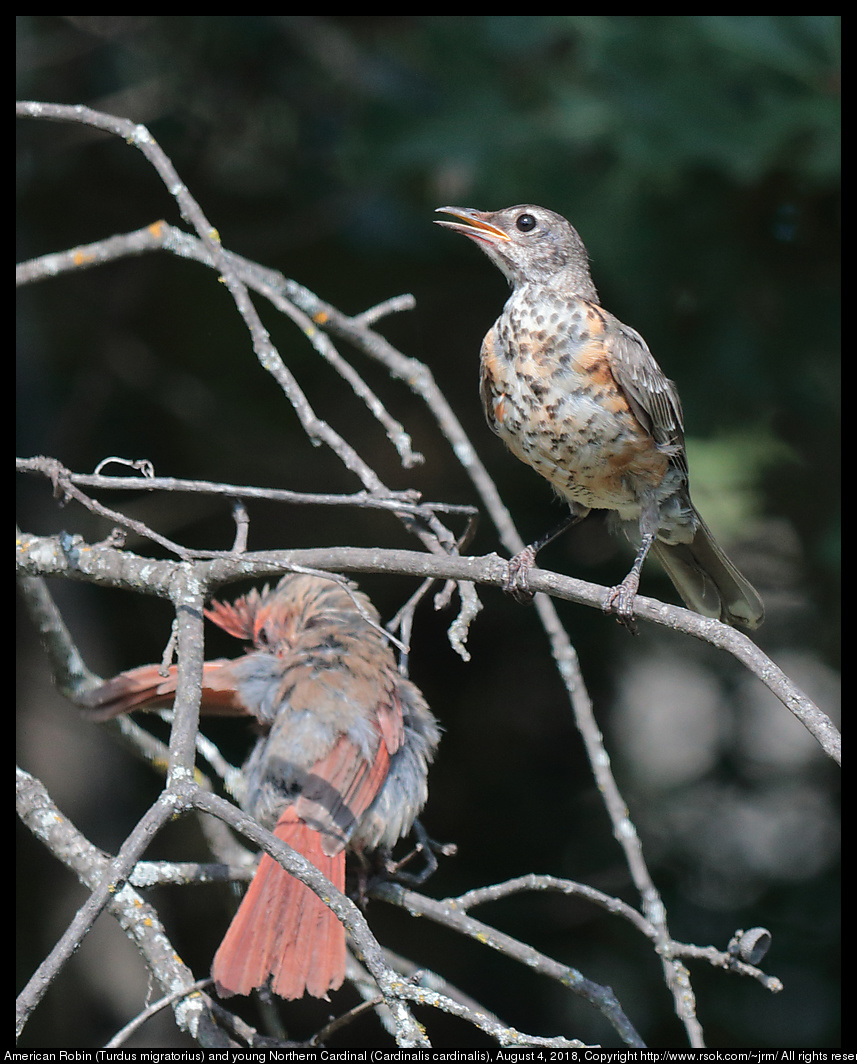 American Robin (Turdus migratorius) and young Northern Cardinal (Cardinalis cardinalis), August 4, 2018