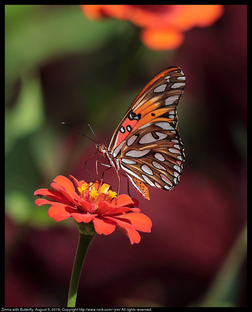 Zinnia with Butterfly, August 5, 2018