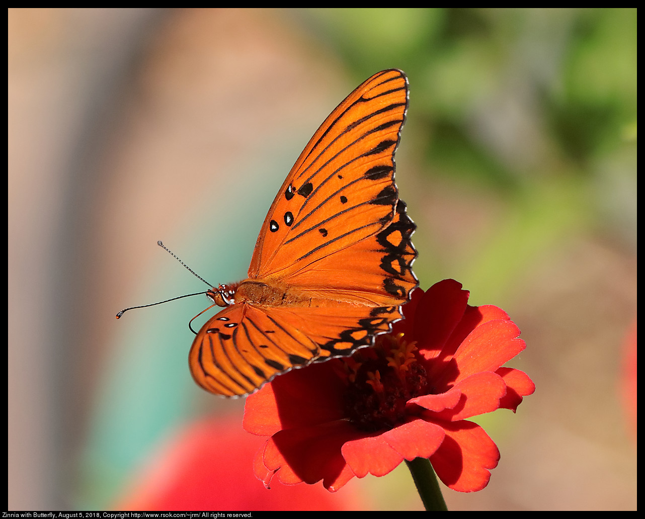 Zinnia with Butterfly (2), August 5, 2018, Norman, Oklahoma