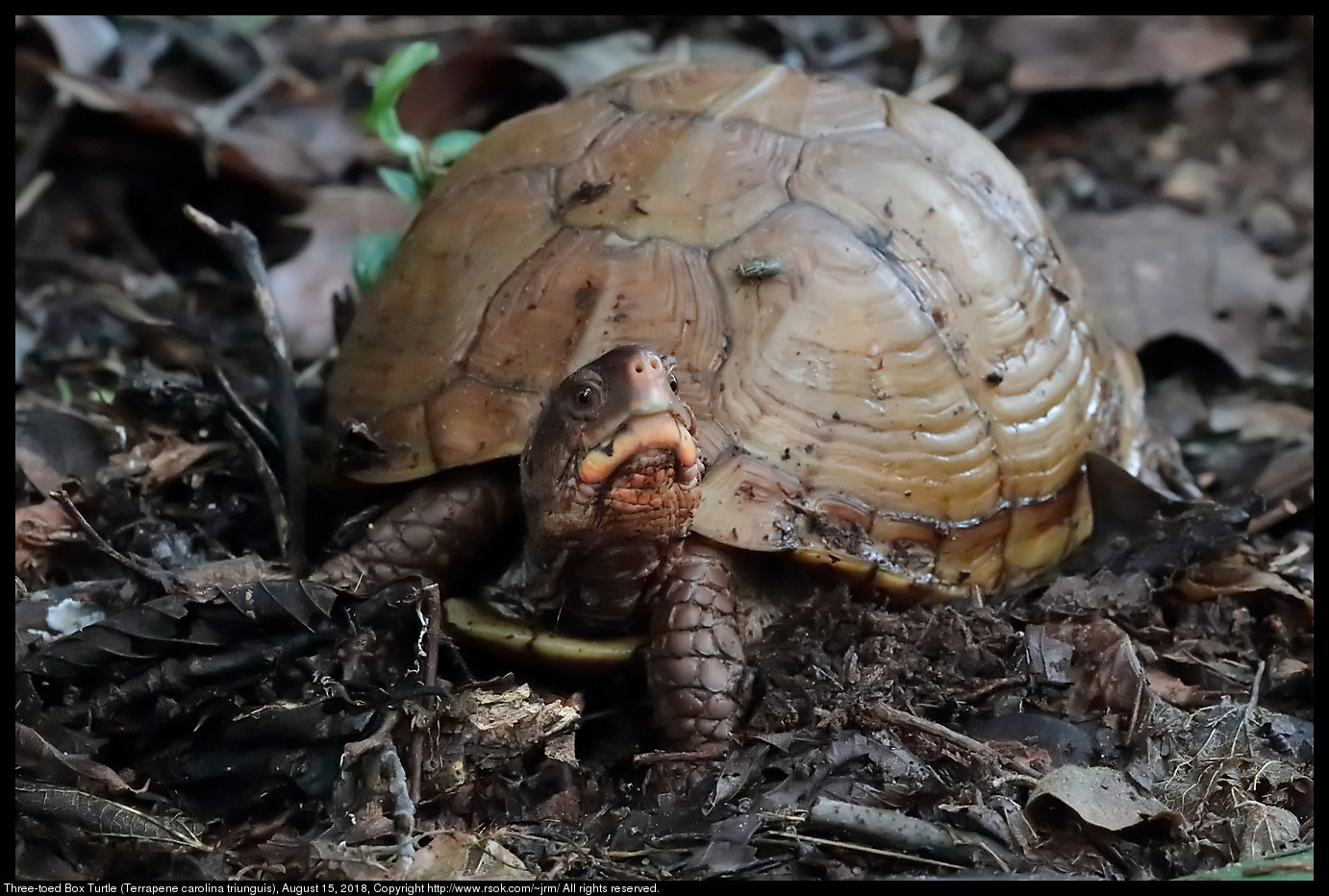 Three-toed Box Turtle (Terrapene carolina triunguis), August 15, 2018