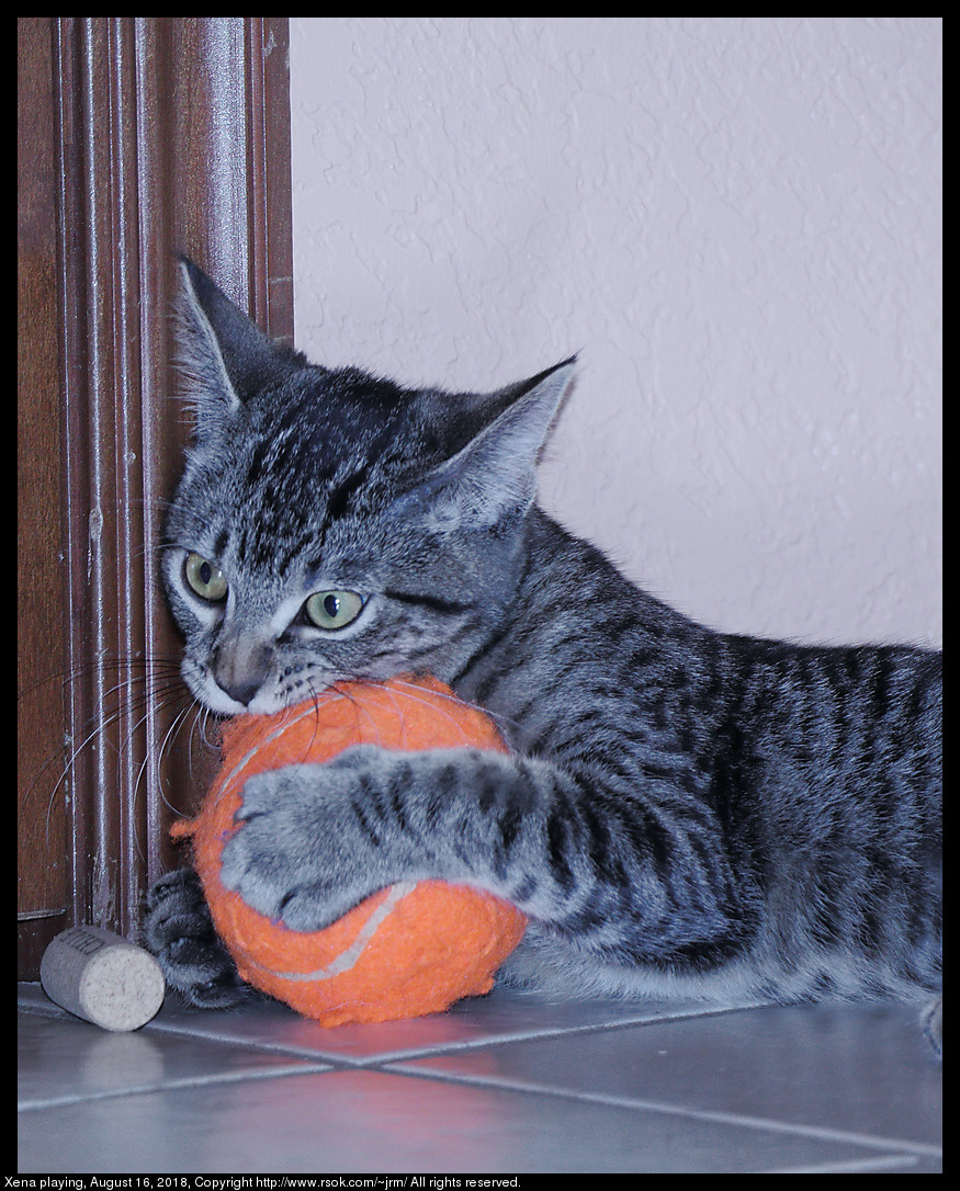 Xena, the warrior princess kitten, has captured the orange tennis ball