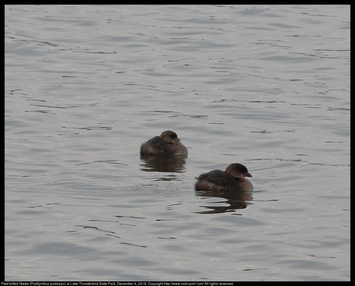 Pied-billed Grebe (Podilymbus podiceps) at Lake Thunderbird State Park, December 4, 2018