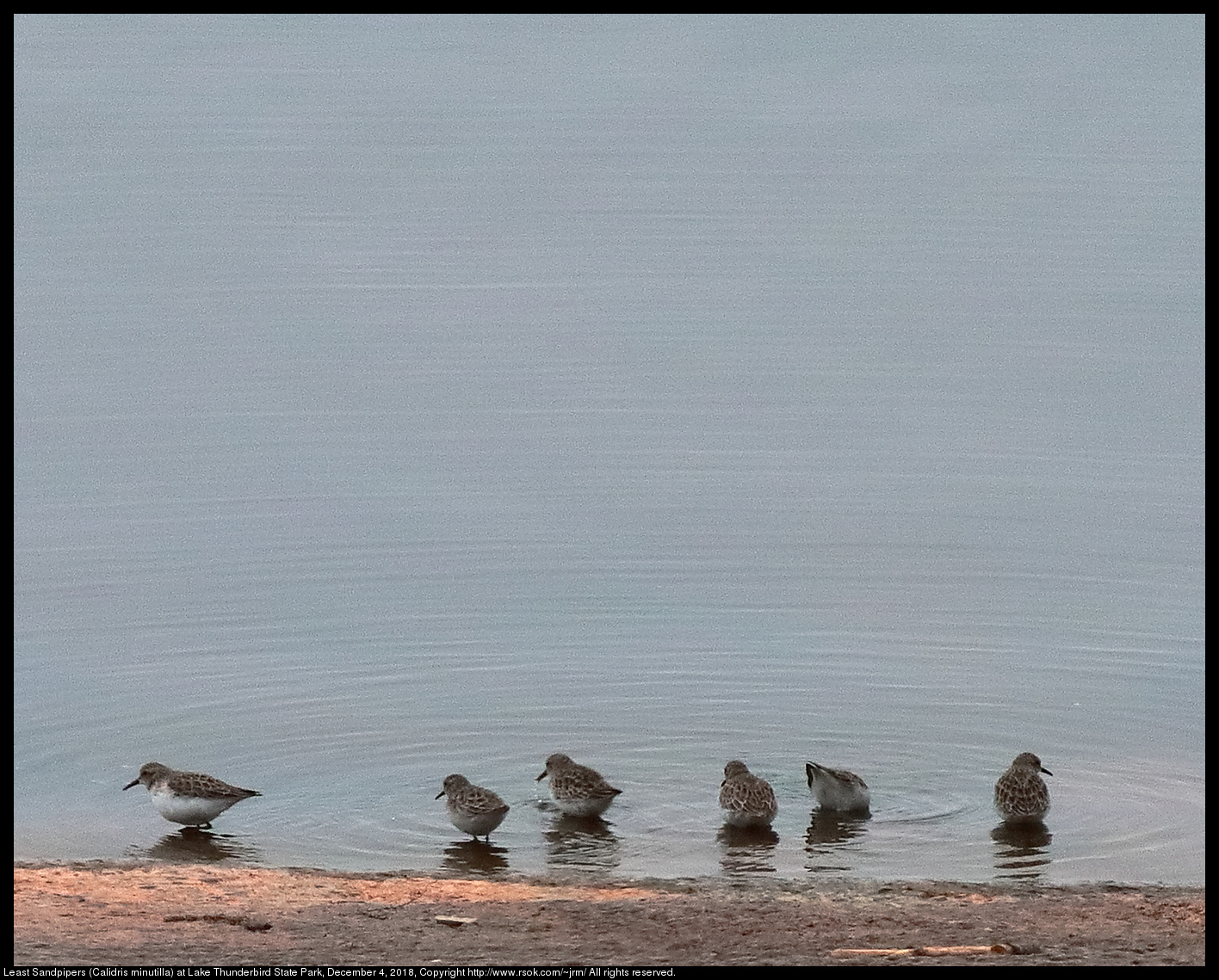 Least Sandpipers (Calidris minutilla) at Lake Thunderbird State Park, December 4, 2018