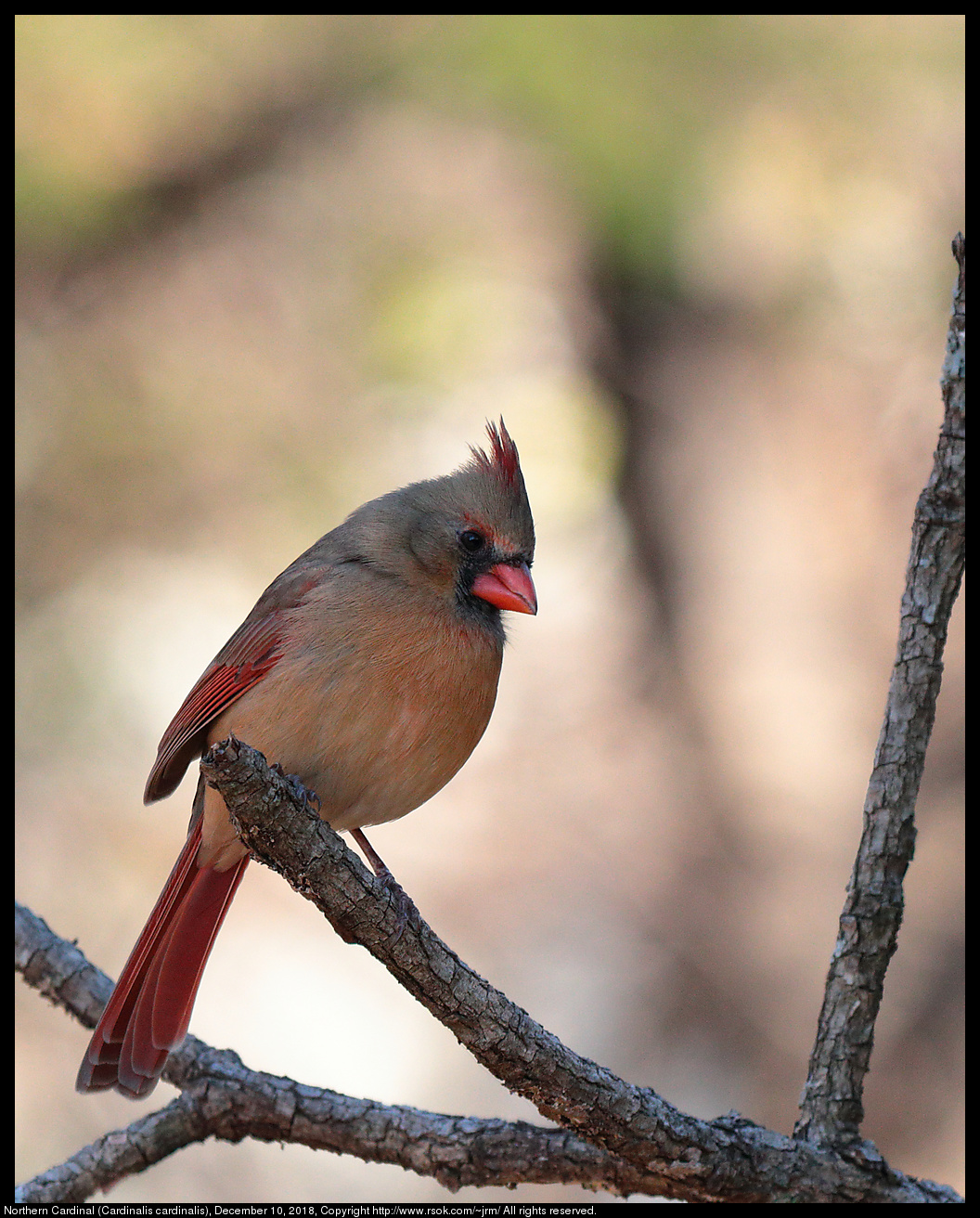 2018dec10_cardinal_IMG_4380c.jpg