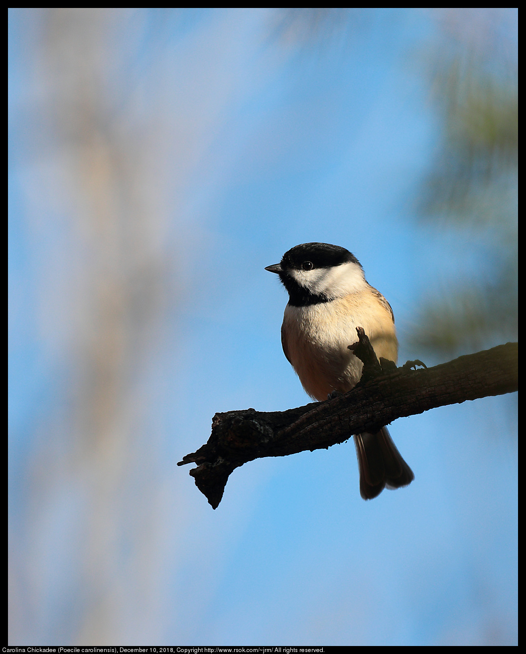 2018dec10_chickadee_IMG_4360c.jpg