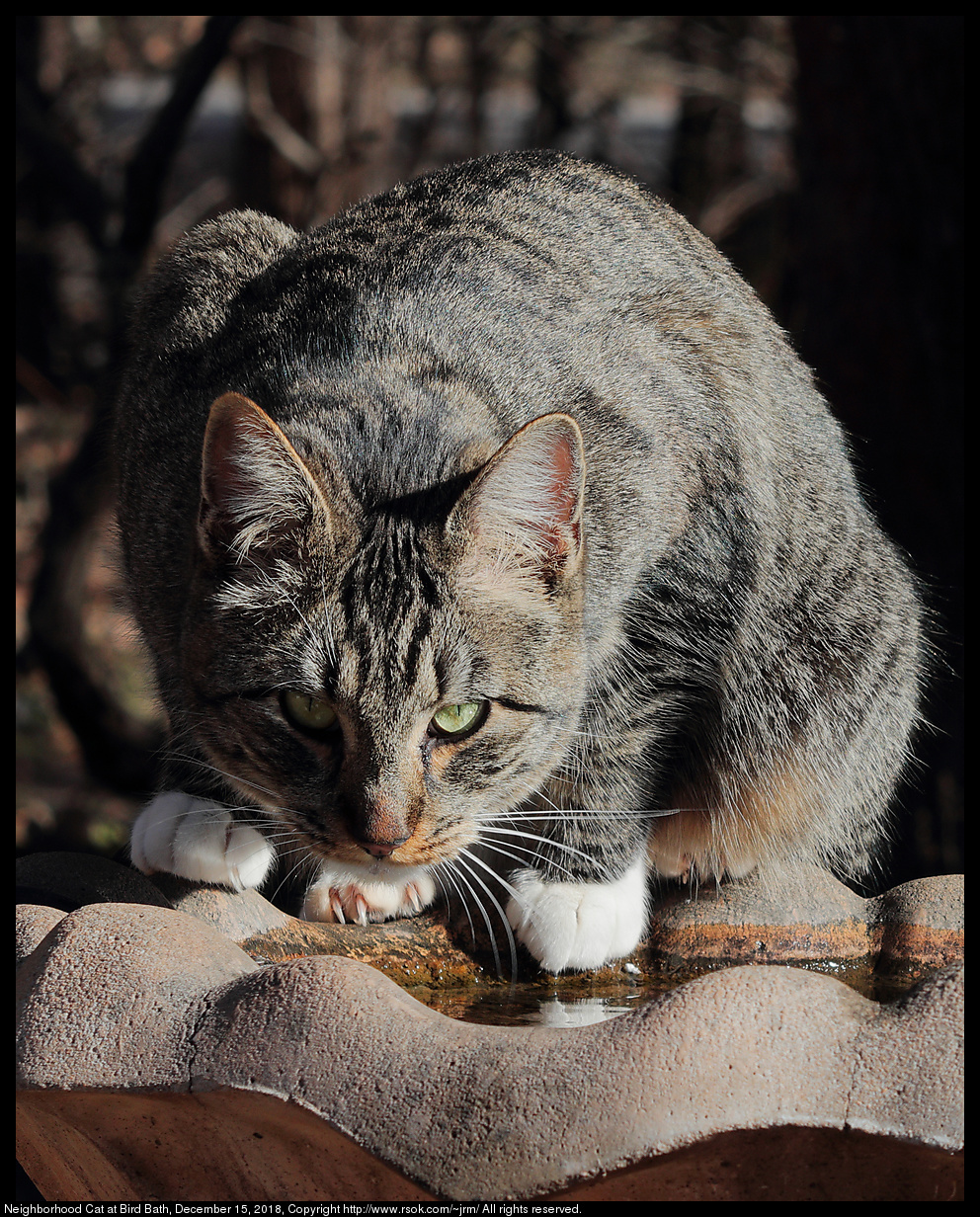 Neighborhood Cat at Bird Bath, December 15, 2018