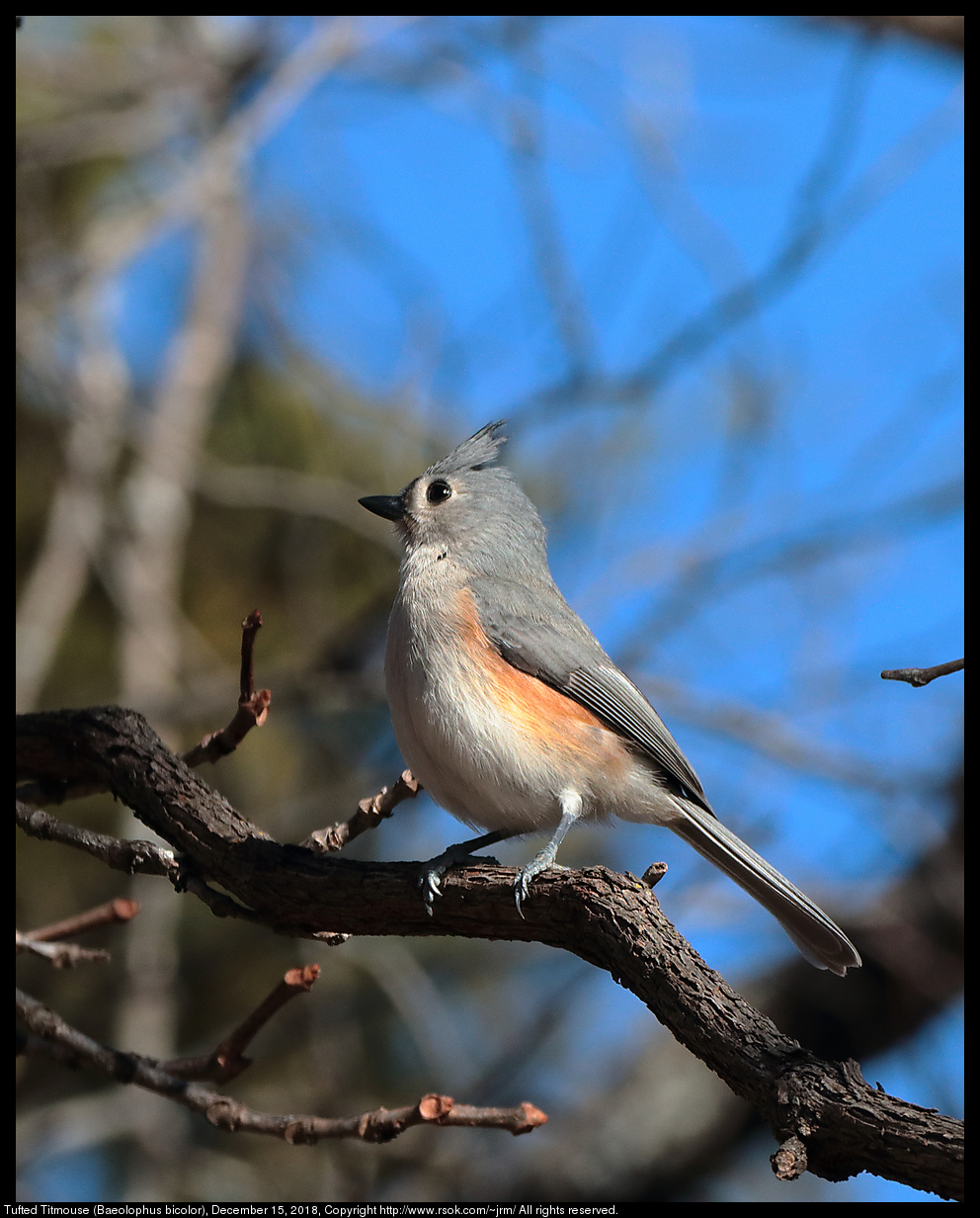 Tufted Titmouse (Baeolophus bicolor), December 15, 2018