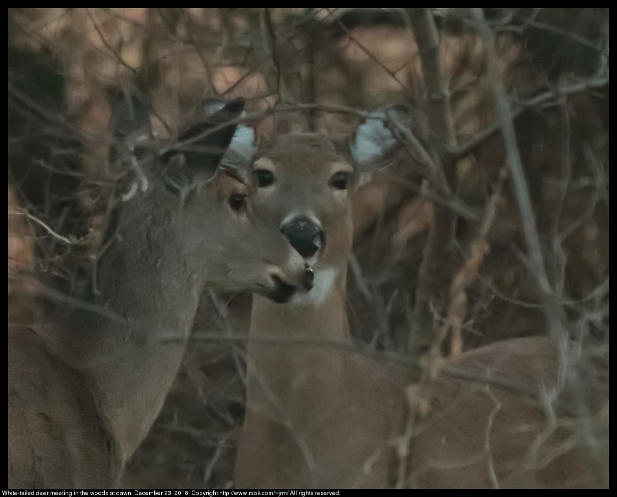 White-tailed deer meeting in the woods at dawn, December 23, 2018