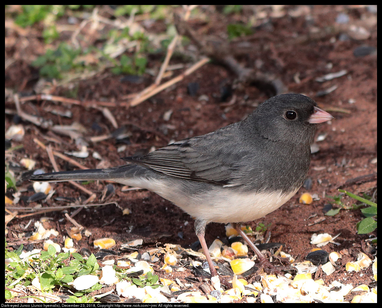 Dark-eyed Junco (Junco hyemalis), December 23, 2018