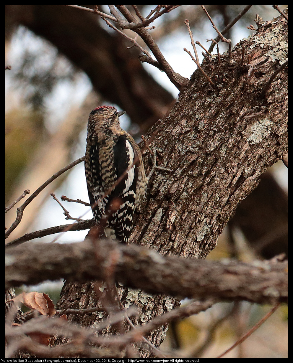 Yellow-bellied Sapsucker (Sphyrapicus varius), December 23, 2018