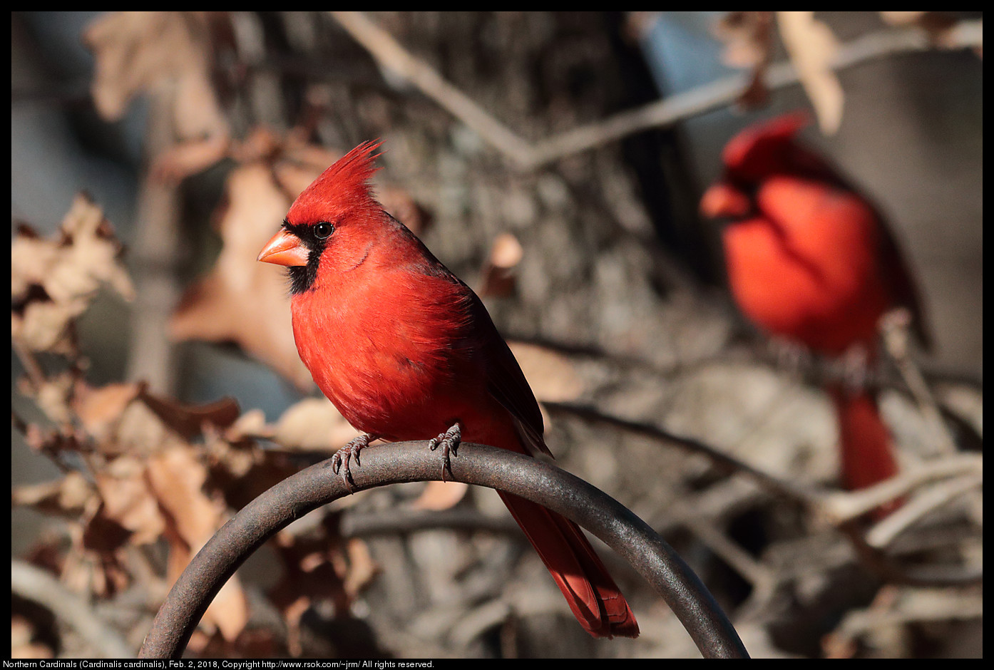 Northern Cardinals (Cardinalis cardinalis), Feb. 2, 2018