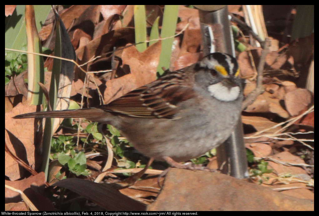 White-throated Sparrow (Zonotrichia albicollis), Feb. 4, 2018