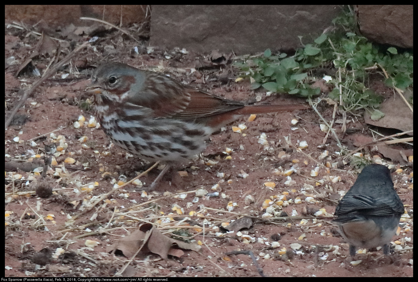 Fox Sparrow (Passerella iliaca), Feb. 5, 2018