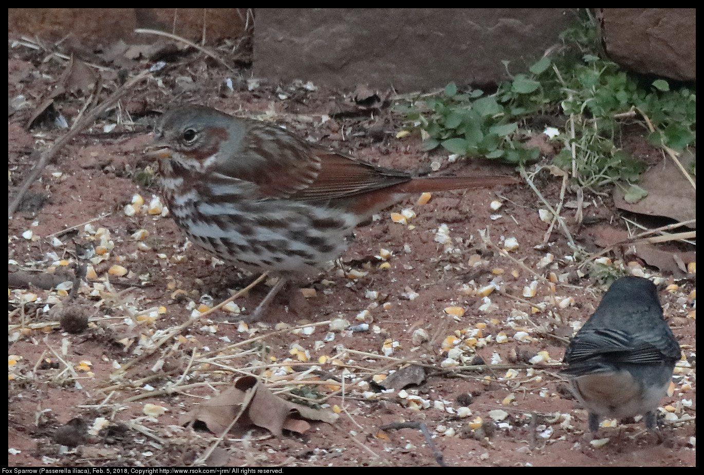 Fox Sparrow (Passerella iliaca), Feb. 5, 2018