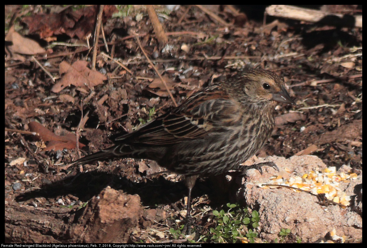 Female Red-winged Blackbird (Agelaius phoeniceus), Feb. 7, 2018