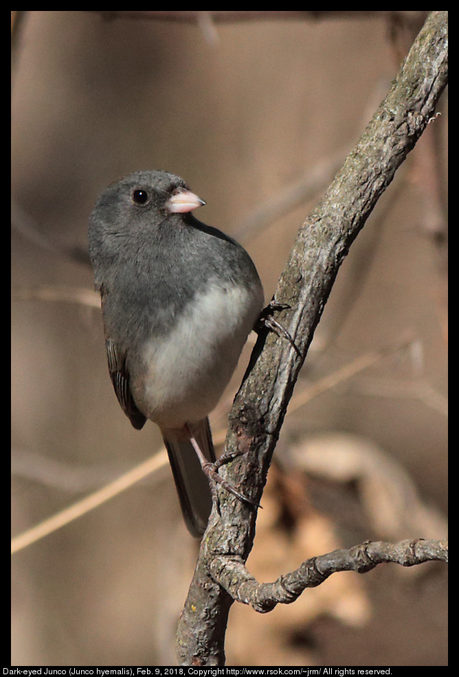 Dark-eyed Junco (Junco hyemalis), Feb. 9, 2018