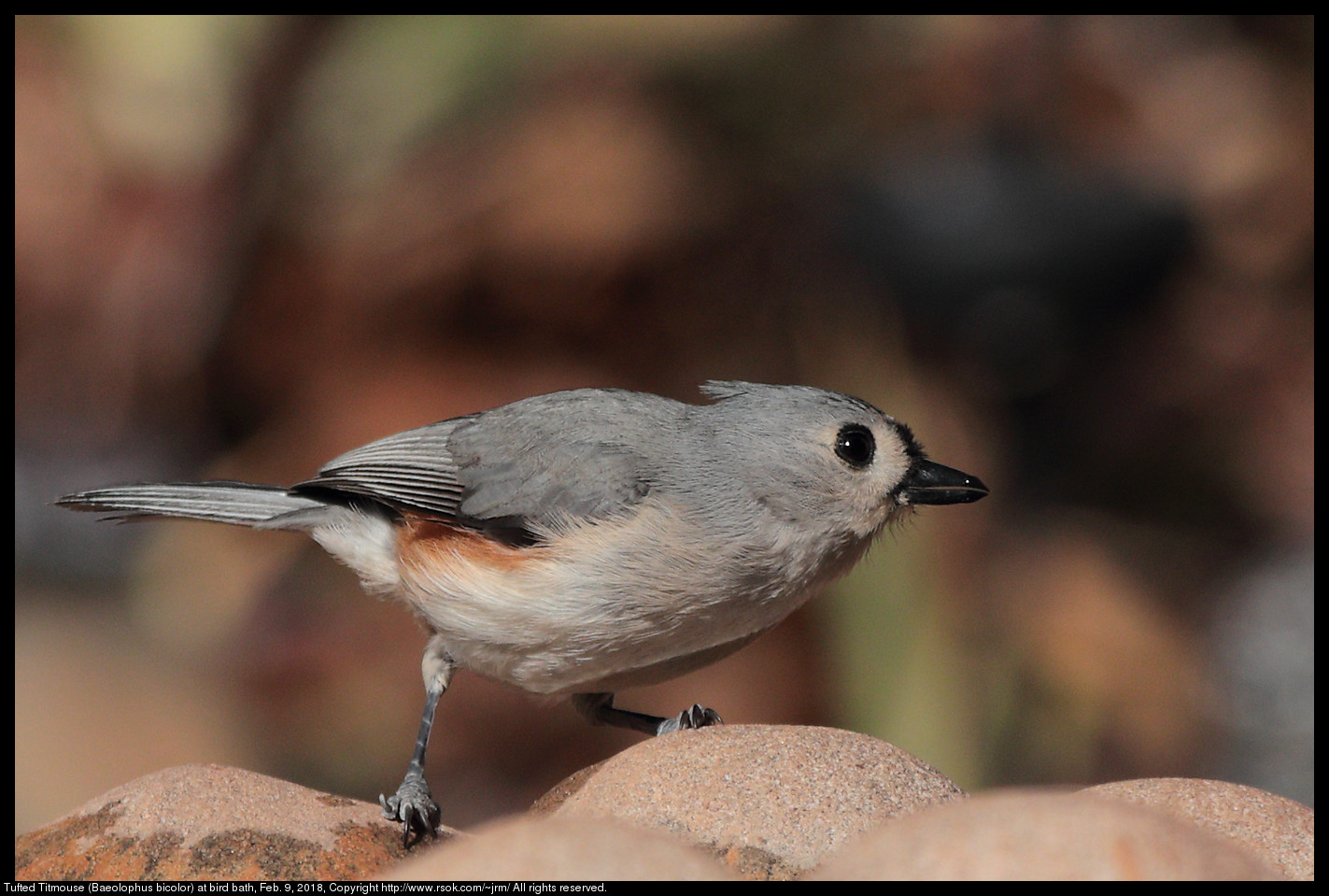 Tufted Titmouse (Baeolophus bicolor) at bird bath, Feb. 9, 2018