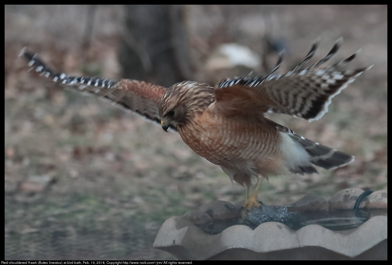 Red-shouldered Hawk (Buteo lineatus) at bird bath, Feb. 10, 2018