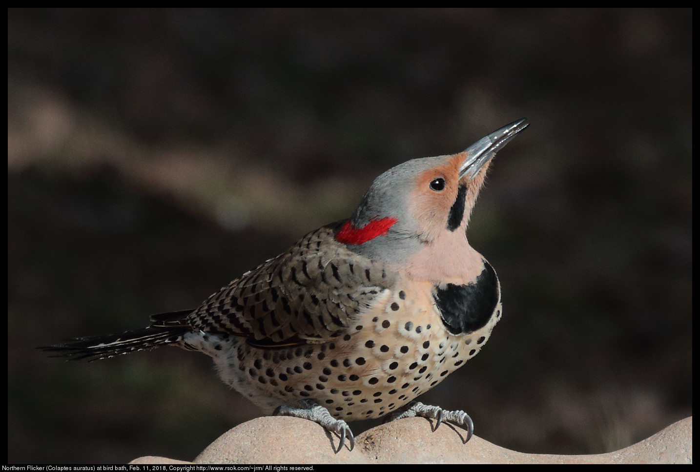 Northern Flicker (Colaptes auratus) at bird bath, Feb. 11, 2018