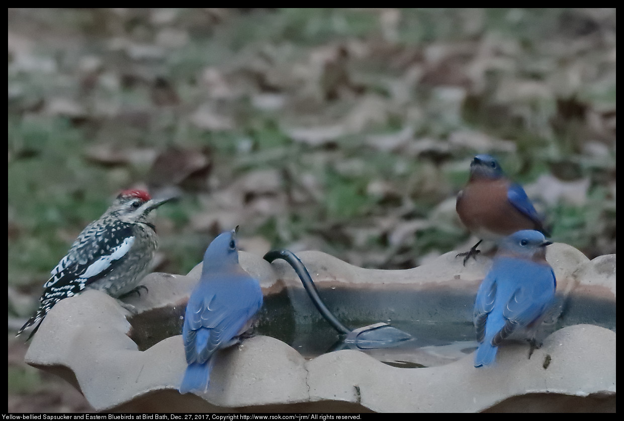 Yellow-bellied Sapsucker and Eastern Bluebirds at Bird Bath, Dec. 27, 2017